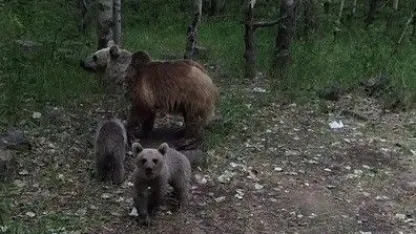 Ayıların dronla karşılaşması izleyenlere keyifli anlar yaşattı