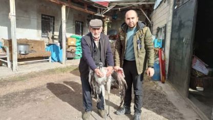 Ardahan’da yaralı bulunan turna tedaviye alındı