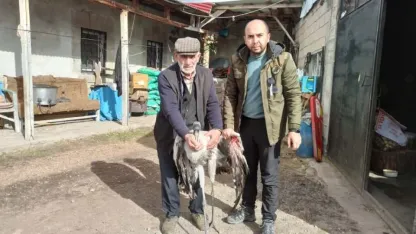 Ardahan’da yaralı bulunan turna tedaviye alındı