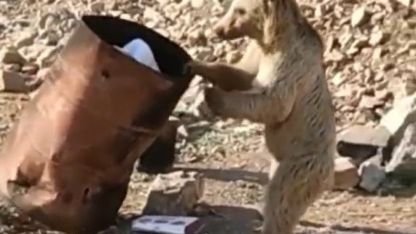 Hakkari Çukurca’da yiyecek arayan ayı kameraya yansıdı