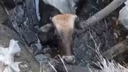 Hakkari'de Yüksekova’da bataklığa saplanan ineği itfaiye ekipleri kurtardı