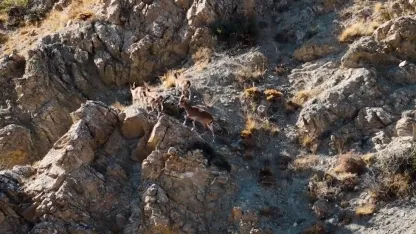 Munzur Dağları’nda yaban keçileri dron ile görüntülendi