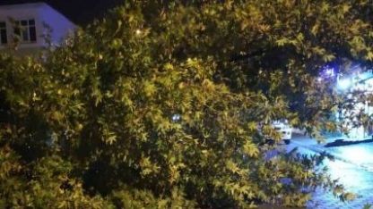 Bitlis'te rüzgarın kökünden söktüğü ağaç otomobilin üzerine devrildi