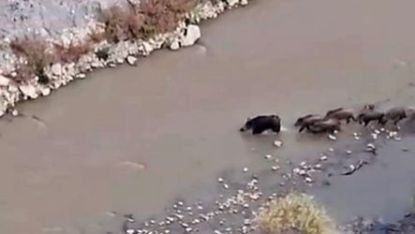 Hakkari Yüksekova’da domuz sürüsü görüntülendi