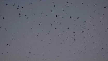 Bitlis Tatvan’da gökyüzü kargalarla karardı