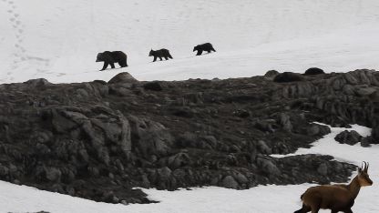 Erzincan Munzur Dağı’nda nefes kesen anlar: Boz ayıdan kaçan dağ keçileri kamerada