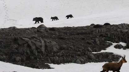 Erzincan Munzur Dağı’nda nefes kesen anlar: Boz ayıdan kaçan dağ keçileri kamerada