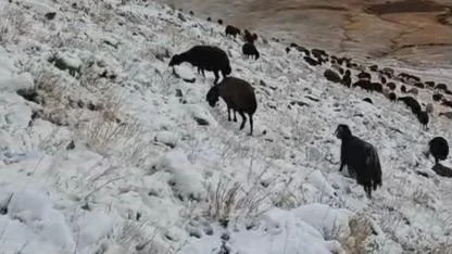 (Videolu Haber) Ağrı’da Havalar Yeniden Soğudu, Yüksek Kesimler Beyaza Büründü