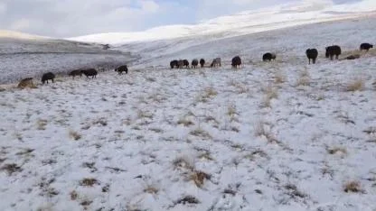 Ağrı’nın yüksek kesimlerinde kar yağışı etkili oldu  (Videolu Haber)