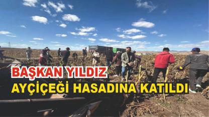Başkan Yıldız Ayçiçeği Hasadına Katıldı
