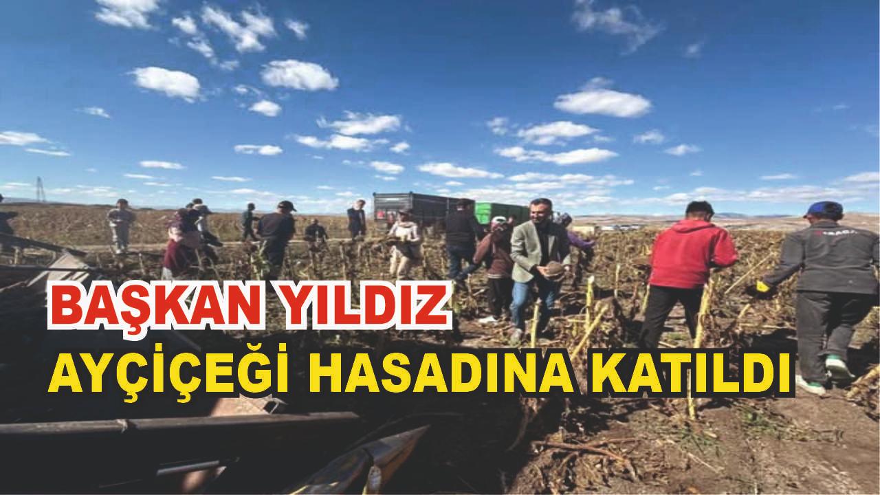 Başkan Yıldız Ayçiçeği Hasadına Katıldı