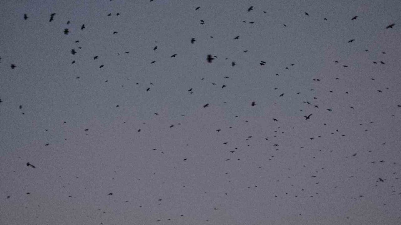 Bitlis Tatvan’da gökyüzü kargalarla karardı