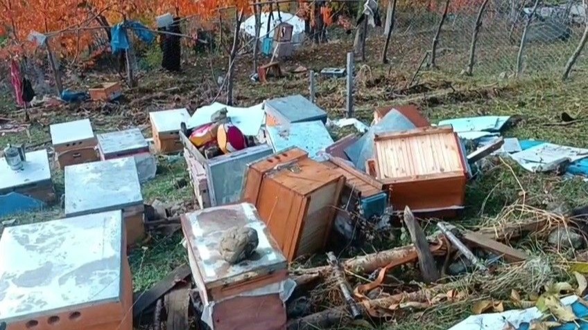 Boz ayılar Yedigölleri savaş alanına çevirdi