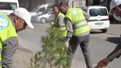 Erciş’te Zeylan Caddesi’ne Fidan Dikimi