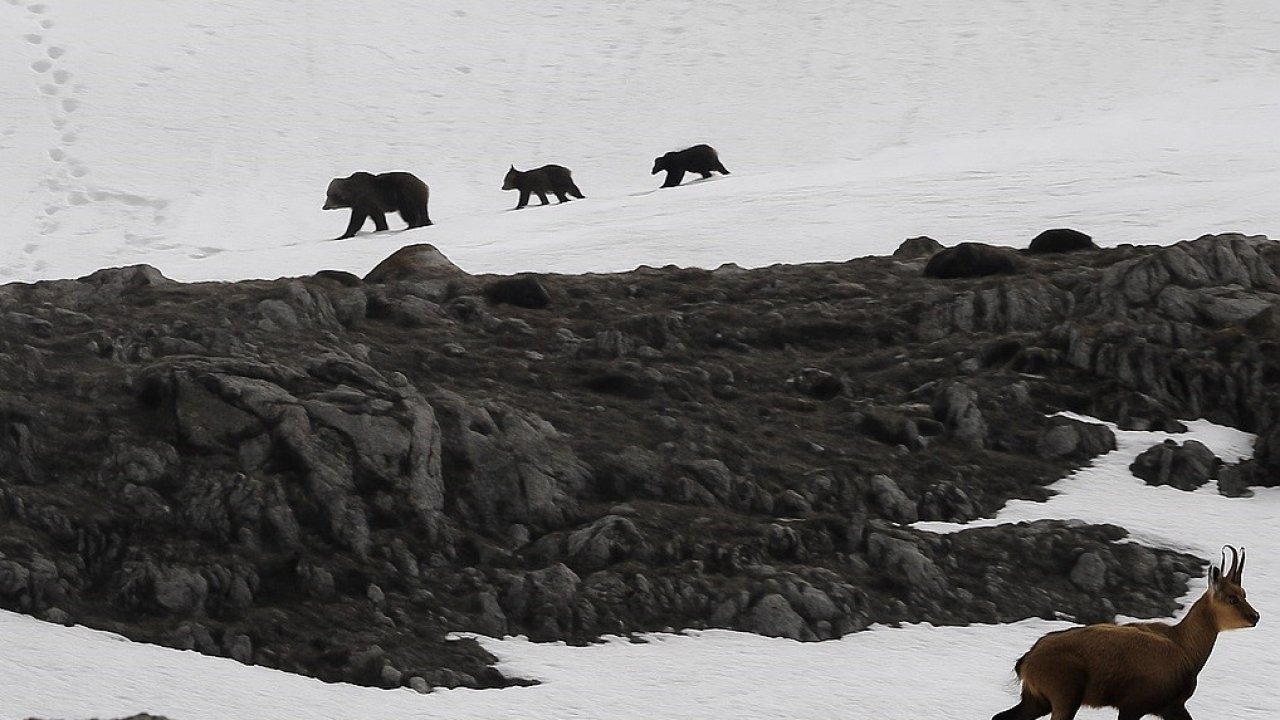 Erzincan Munzur Dağı’nda nefes kesen anlar: Boz ayıdan kaçan dağ keçileri kamerada