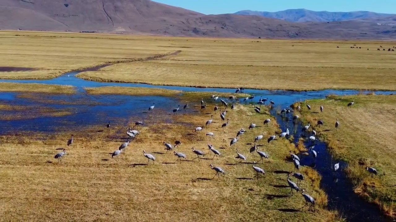 Erzurum’da göç eden turnalar objektiflere takıldı