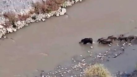 Hakkari Yüksekova’da domuz sürüsü görüntülendi