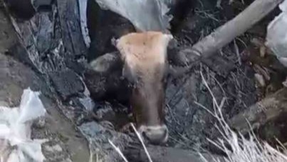 Hakkari&#039;de Yüksekova’da bataklığa saplanan ineği itfaiye ekipleri kurtardı