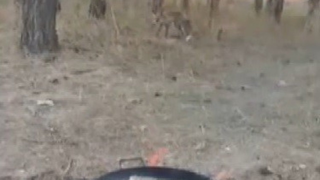 Kars’ta tilkiler yerleşim yerlerinde cirit atıyor