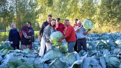 Kaymakam Karaloğlu Lahana Hasadına Katıldı