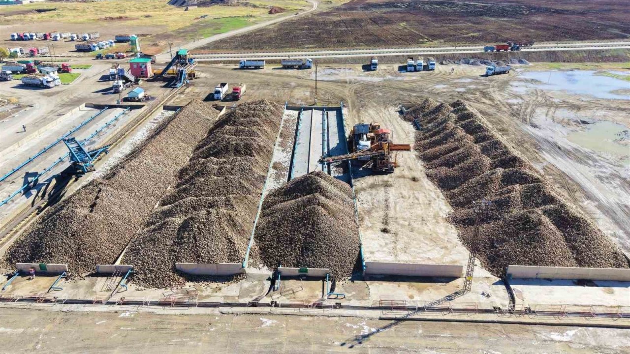 Muş Ovası’nda Rekor Şeker Pancarı Üretimi