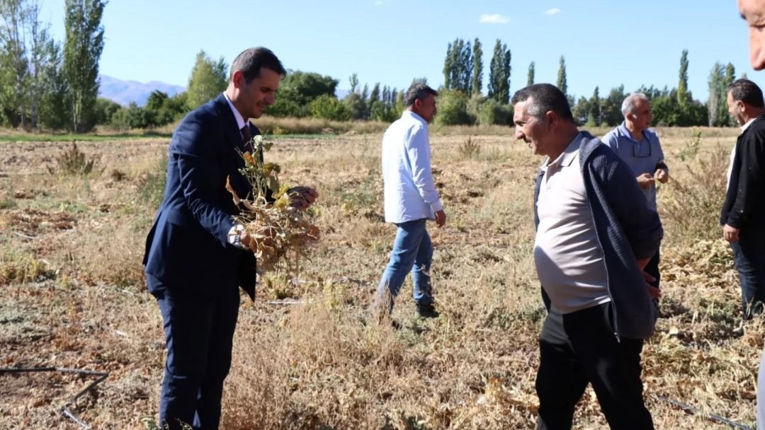 O ilde kuru fasulye hasadı başladı