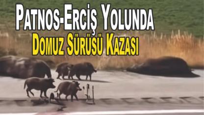 Patnos-Erciş Yolunda Domuz Sürüsü Kazası