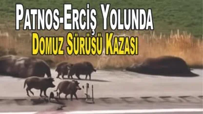 Patnos-Erciş Yolunda Domuz Sürüsü Kazası