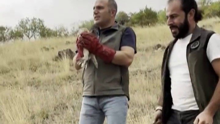 Peçeli baykuş yeniden yaban hayatta