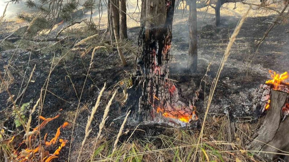 Sarıkamış’ta orman yangını: 2 hektar alan zarar gördü