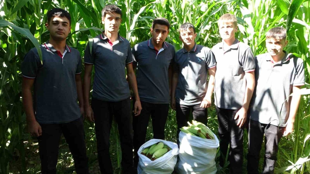 Tarım Lisesi Öğrencileri silajlık mısır hasadına başladı