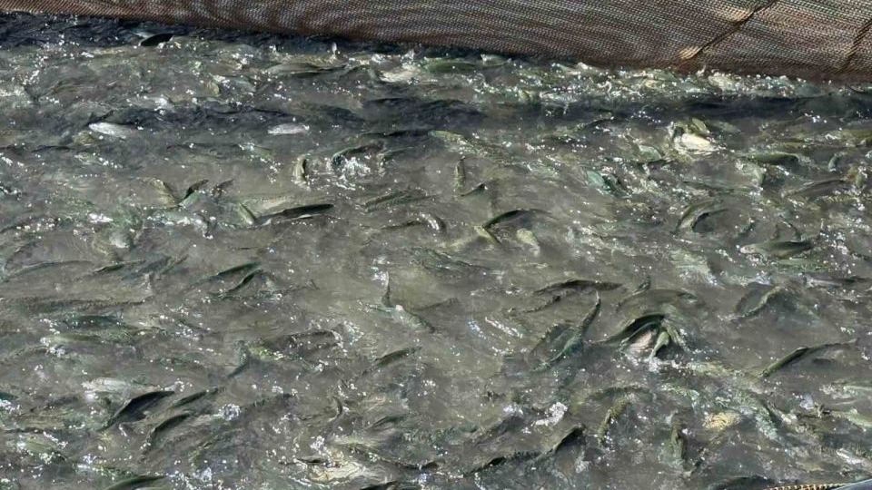 Tercan Baraj Gölü’nde su ürünleri üretimi büyüyor