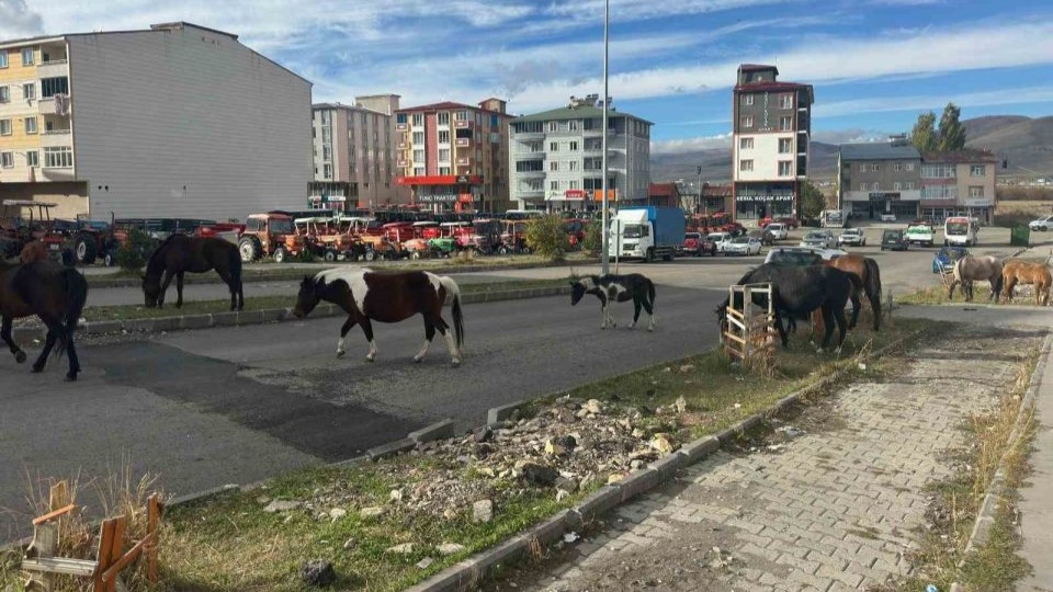 Trafikte başıboş atlar tehlike saçmaya devam ediyor