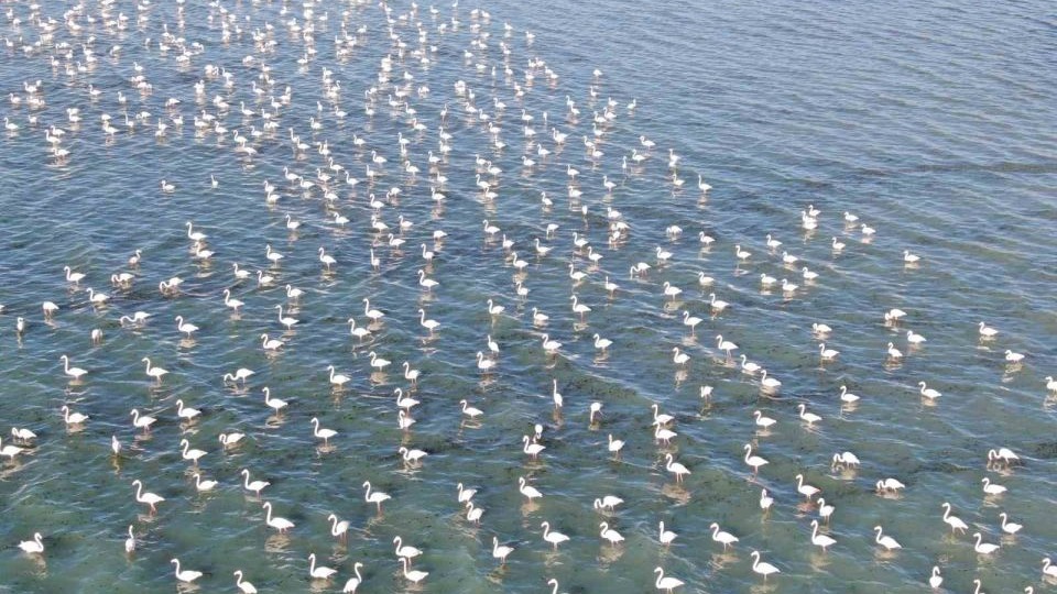 Van Gölü&#039;nde flamingo show