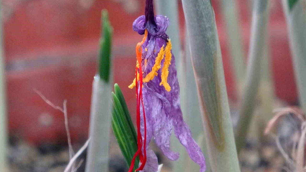 VANF Herbaryumu’nda safran koruma altında