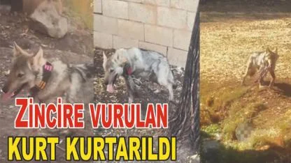 Zincire vurulan kurt kurtarıldı