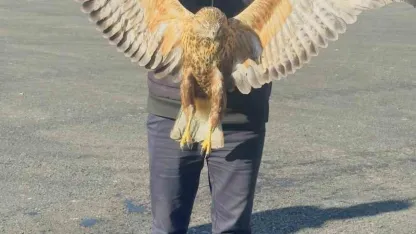 Yüksekova’da bulunan yaralı baykuşu tedavi altına alındı