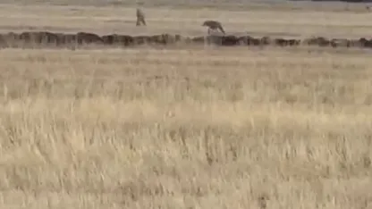 Susuz’da kurt sürüsü görüntülendi