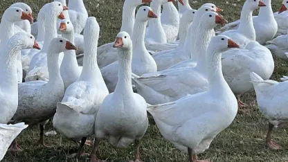 Sofralarının vazgeçilmezi kaz eti: ’Kar yiyen kazlar’ kesime hazır