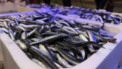 Trabzon’dan gelen taze balıklar Erzincan’da ilgi görüyor