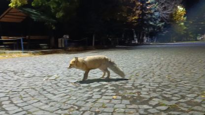 Tilkiyi bisküvi ile besledi, o anları kayda aldı