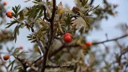 Tatvan’da alıç hasadı