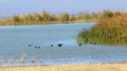 Van Gölü Havzası, Türkiye’nin en fazla sulak alanına ev sahipliği yapıyor