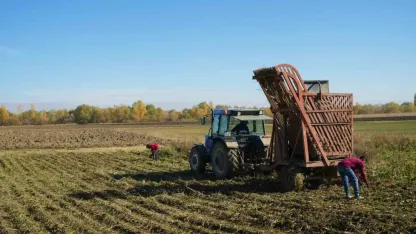 Muş Ovası’nda pancar hasadı devam ediyor