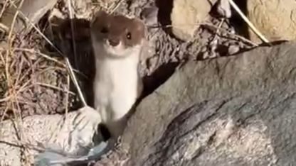 Hakkari'de Beyaz gelincik görüntülendi