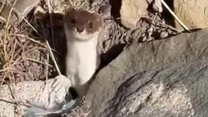Hakkari'de Beyaz gelincik görüntülendi