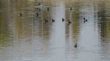 Kars Çayı, yeşilbaş ördeklere ev sahipliği yapıyor