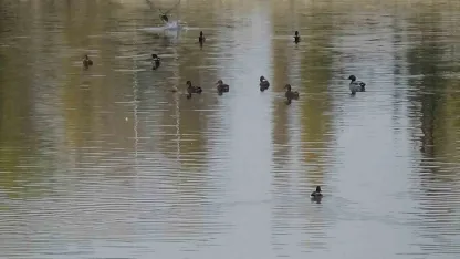 Kars Çayı, yeşilbaş ördeklere ev sahipliği yapıyor