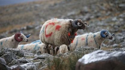 Arpaçay’da koç katımı