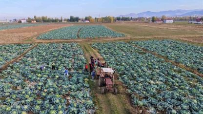 Muş Ovası’nda gönüllü gençlerden çiftçilere hasat desteği